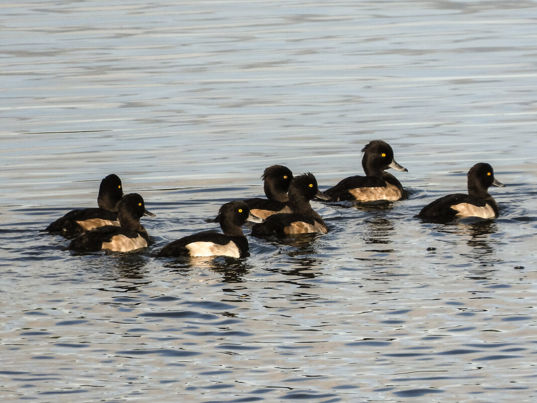 Vogelbeobachtungen am Schweriner See | 1