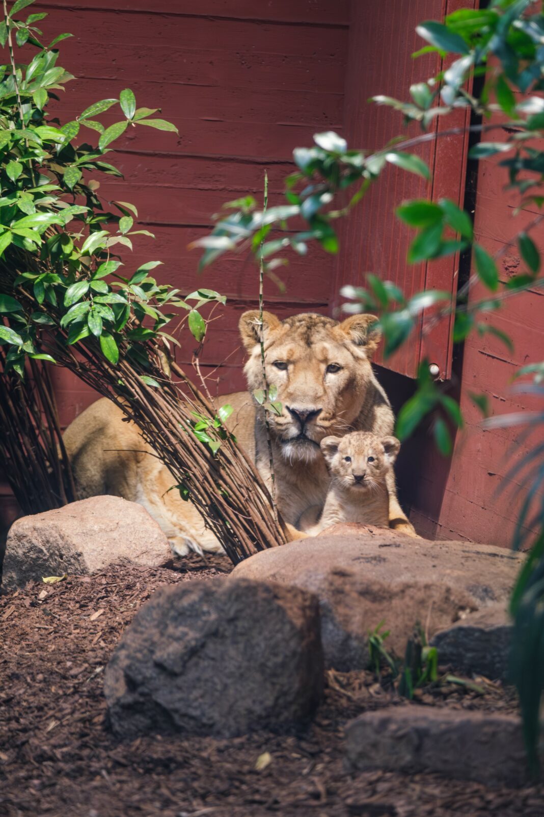 Jüngster Asiatischer Löwen Spross erhält seinen Namen | 1