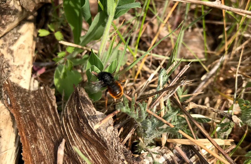 Wildbienen erleben und schützen | 1