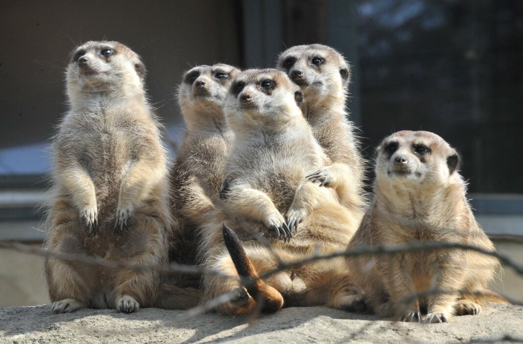 Dritter Kinderflohmarkt im Zoo Rostock | 1