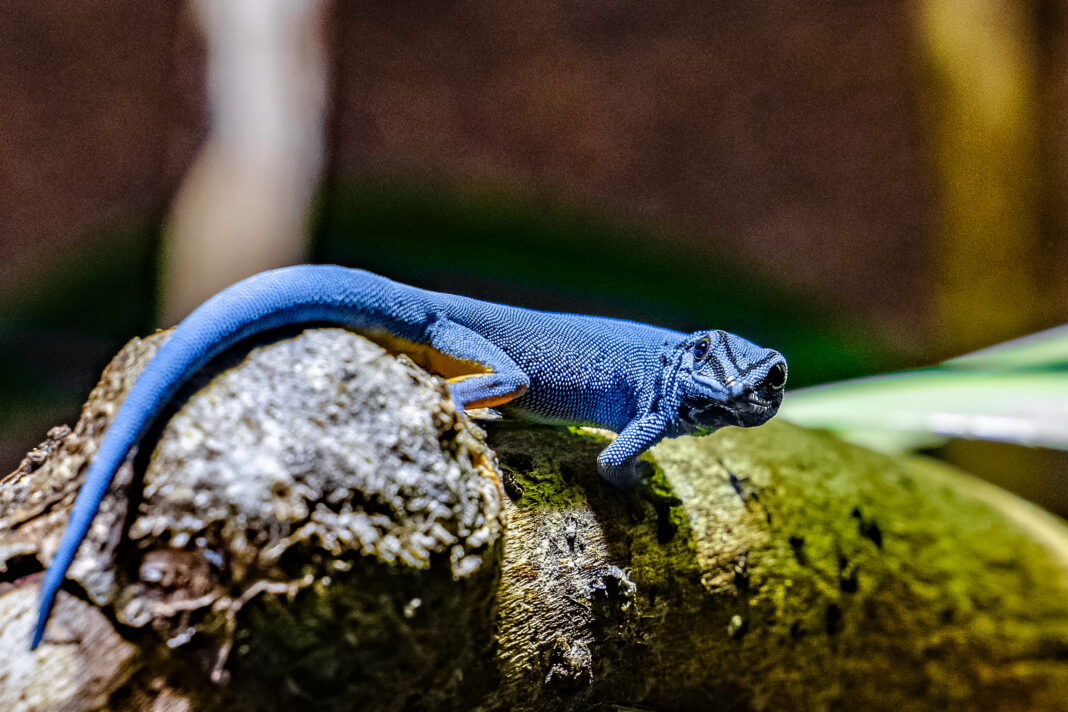 Foto des Jahres zeigt bedrohte Geckoart | 1