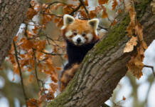 Unbegrenzter Zoo-Spaß mit dem neuen „SchmuddelWetterPass“