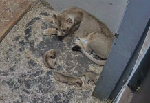 Asiatische Löwin im Zoo Schwerin bringt drei gesunde Welpen zur Welt
