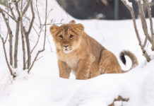 Zoo Schwerin zieht Bilanz für 2025 und blickt auf ein ereignisreiches Jahr 2026