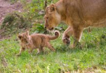 Löwenkater Santosh hat Zoo Schwerin verlassen