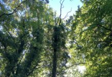 Baumpflege und Fällungen auf dem Alten Friedhof