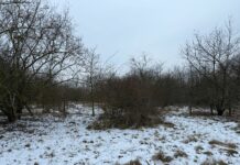 Rodungsarbeiten für den neuen Kunstrasenplatz in Neumühle