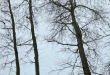 Fällung Pappeln am Uferweg Auf dem Dwang