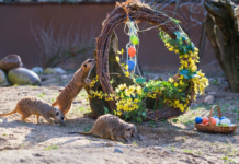 Tierischer Saisonstart – Zoo Schwerin bereitet großes Osterfest vor