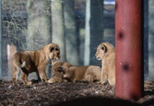 Kleine Löwen im Schweriner Zoo ab sofort für Zoo-Gäste zu sehen