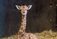 Überraschung zu Ostern: Giraffennachwuchs im Zoo Schwerin