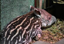 Nach 11 Jahren wieder Tapir-Nachwuchs im Zoo Schwerin
