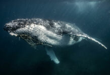 Wenn selbst der Kämpfer bricht: Robert Marc Lehmann kapituliert vor dem Schicksal von „Timmy“
