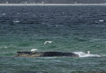 Das Schweigen über der Bucht: Wenn Hoffnung für Buckelwal „Timmy“ zur Last wird