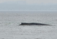 Drama in der Wismarer Bucht: Rettung per Dockschiff als letzte Chance für Buckelwal „Timmy“?