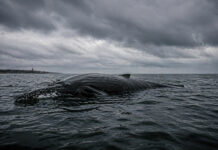 „Timmy“ will wohl doch nicht sterben: Experten sagen dies, Experten sagen das – „Reist“ das Jungtier Sonntag ab?