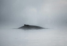 Kätzchen retten, Wale sterben lassen: Wo unsere Menschlichkeit endet