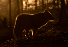 Exklusive Abende im Zoo Schwerin