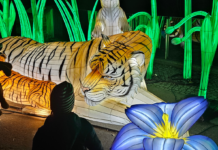„WILD LIGHTS“ im Zoo Schwerin: Premiere für spektakuläres Licht-Festival