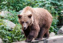 Zoo Schwerin verabschiedet sich von Braunbärin „Lena“