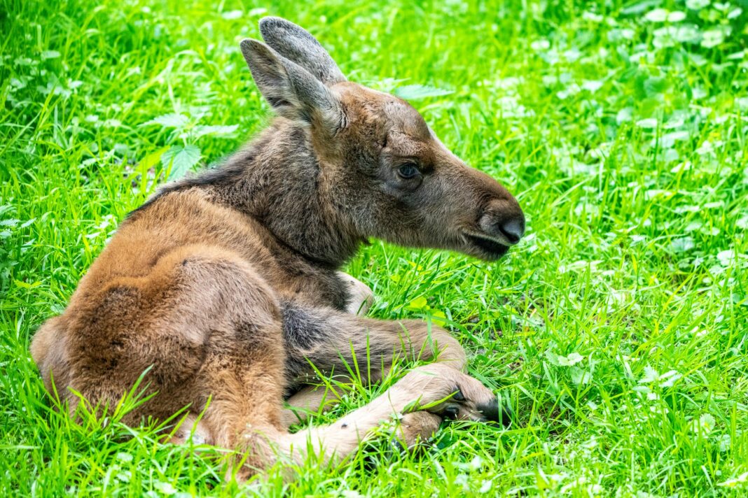 Zoo_Elch_Nachwuchs im Zoo Rostock_Foto_Matthias_Drübbisch_02