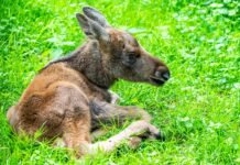 Jüngster Bewohner auf wackeligen Beinen