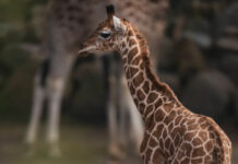 Traurige Nachrichten aus dem Zoo Schwerin