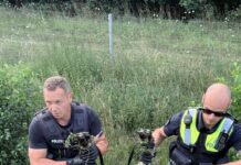 Schaf sorgt für Polizeieinsatz