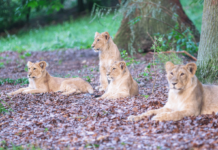 Sommer-Aktion im Zoo Schwerin