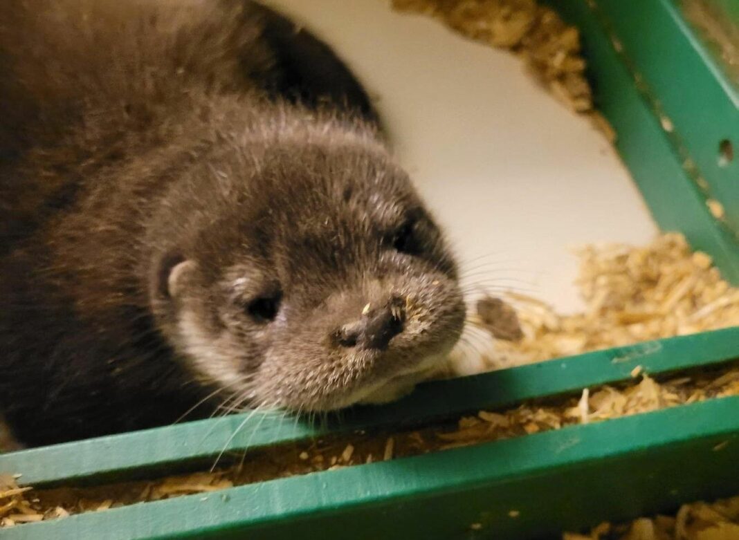 Zoo_Fischotter_Nachwuchs_Foto_Zoo_Rostock_Daniela_Lahn