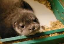 Erster Zuchterfolg bei den Fischottern