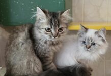 Veterinäramt löst Katzenzucht in Schwerin auf