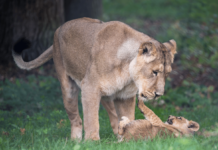 Stadtwerke übernehmen Patenschaft für Asiatische Löwen im Zoo Schwerin