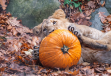 Großes Event-Wochenende im Zoo Schwerin